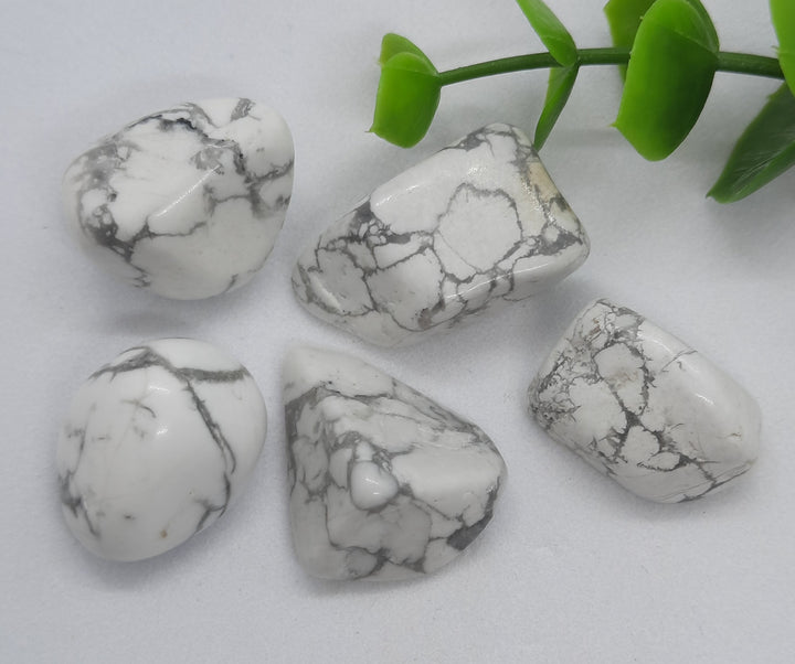 Howlite (5 pack)