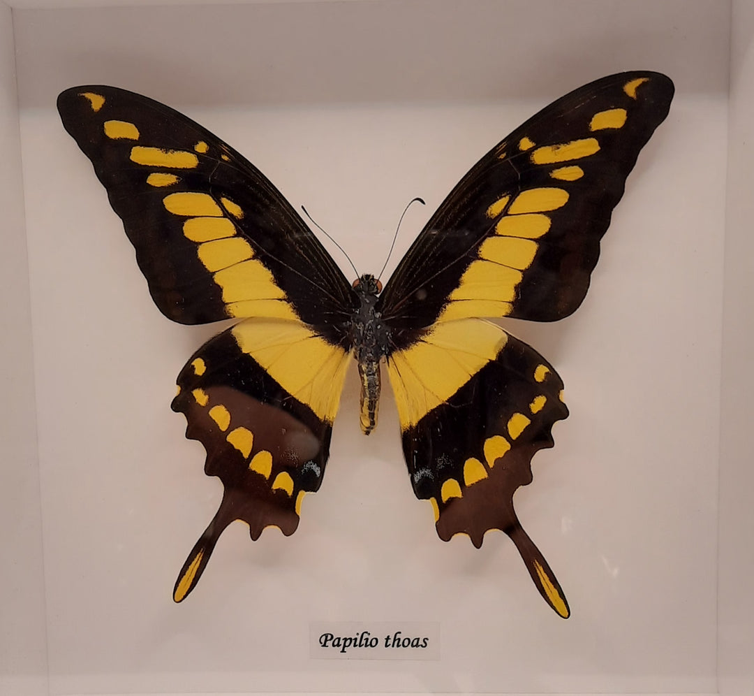 Papilio Thoas